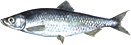 Photo: profile of a lake herring.
