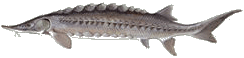 Photo: profile of a lake herring.