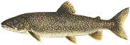 Photo: profile of a lake trout.