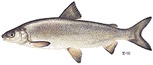 Photo: profile of a lake whitefish.